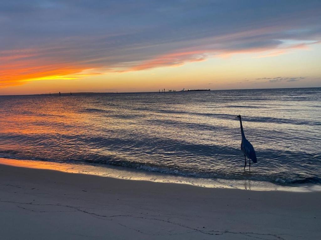 Budget Friendly Condo Within Walking Distance To The Beach! غولف شورز المظهر الخارجي الصورة